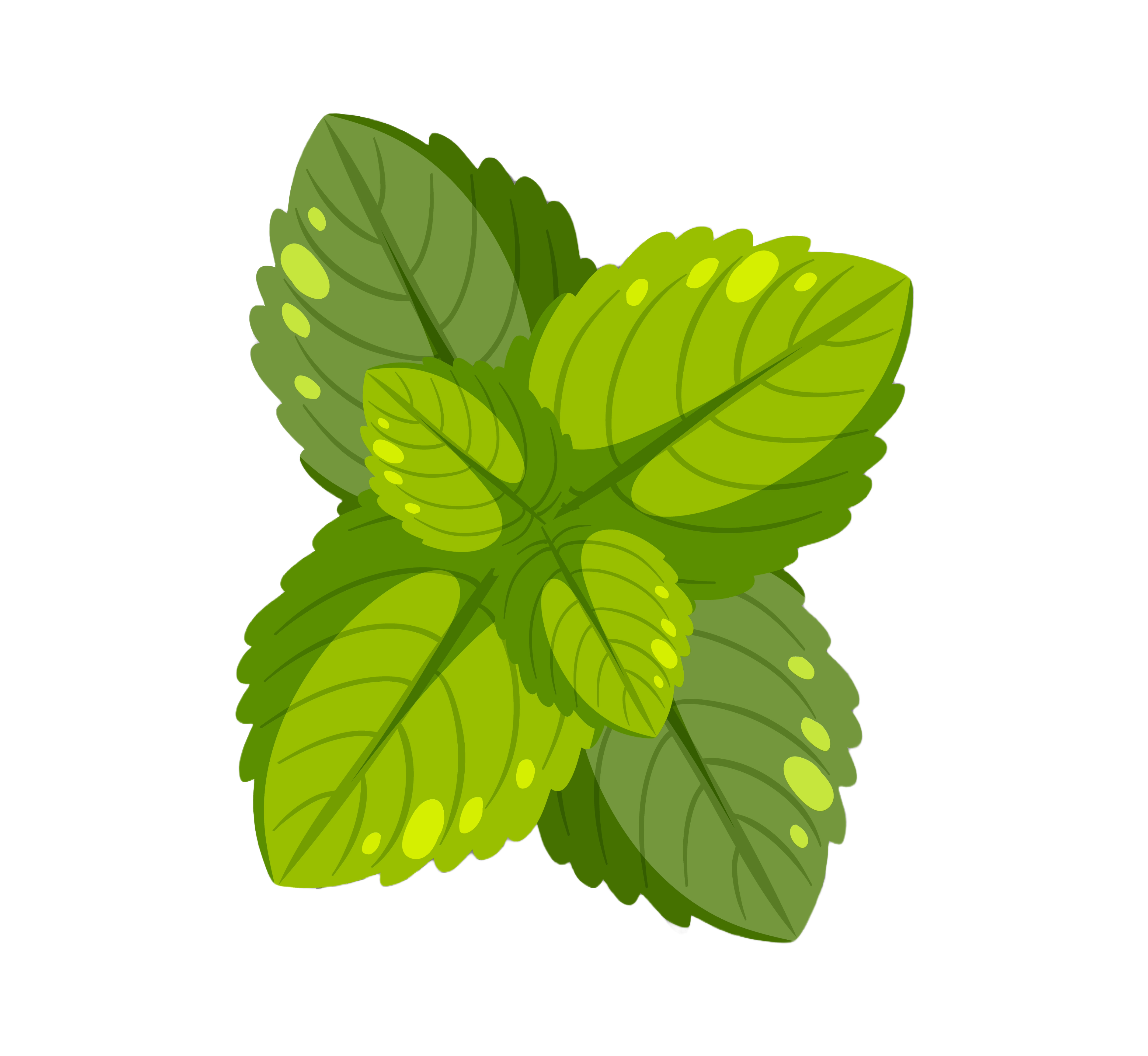 Daun mint segar